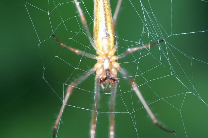 Tetragnatha_montana_D3743_Z_81_Vinkenveense plassen_Nederland.jpg